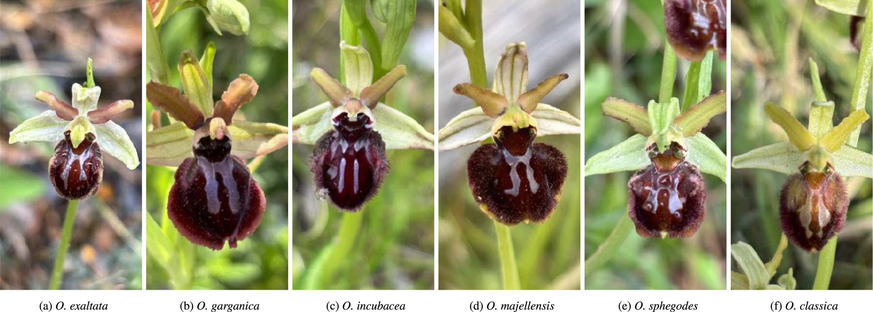 Different species of orchids from the <em>Ophrys</em> Gens. Images extracted from the dataset used in this study